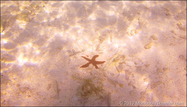 Red Seastar (starfish)