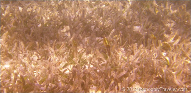 Squid in the Seagrass