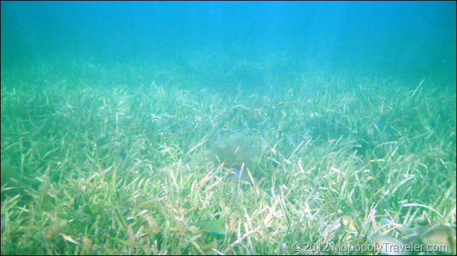 The Sea Grass Bed