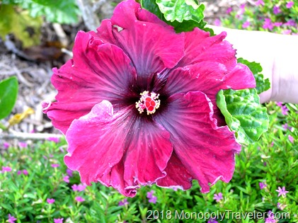 A stunning hibiscus which can be found growing all over Oahu