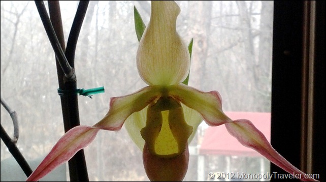 Tropical Ladyslipper Orchid