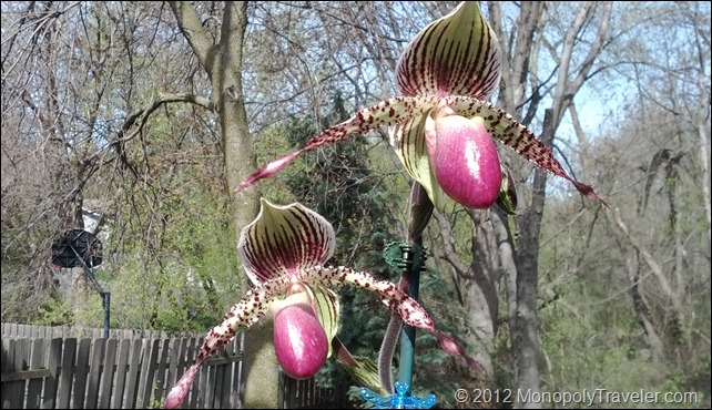 More Ladyslipper Orchids
