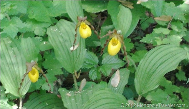 A Hardy Lady Slipper Growing in the Wild