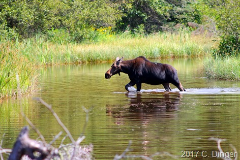 Getting up close to a moose can be very exciting if done safely for the animal and the viewer.