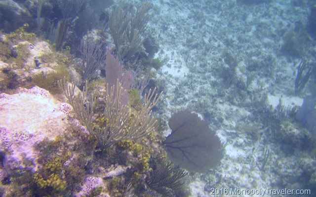 Coral using digital camera with an underwater case