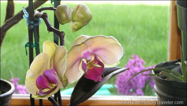 Another Yellow Orchid with the Hyacinth in the Background