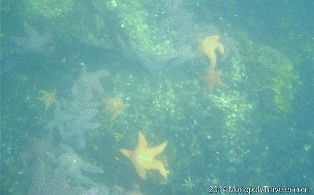 Underwater Picture of Starfish using a Point and Shoot Camera