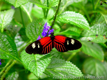 One of the many colorful butterflies at the Sioux Falls Butterfly Garden