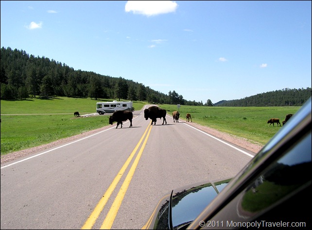 A Buffalo Crossing
