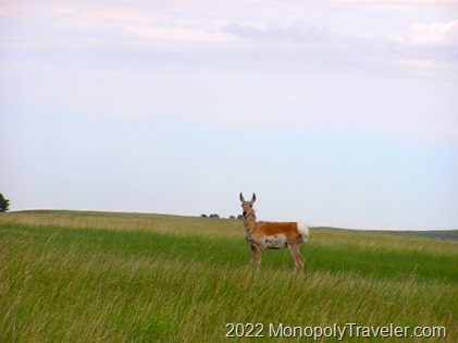 A Pronghorn near the side of the road