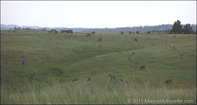 A Herd of Elk Lazily Grazing in the Afternoon Sun
