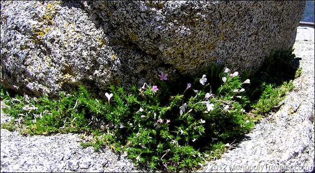 Phlox Creeping Out From a Boulder