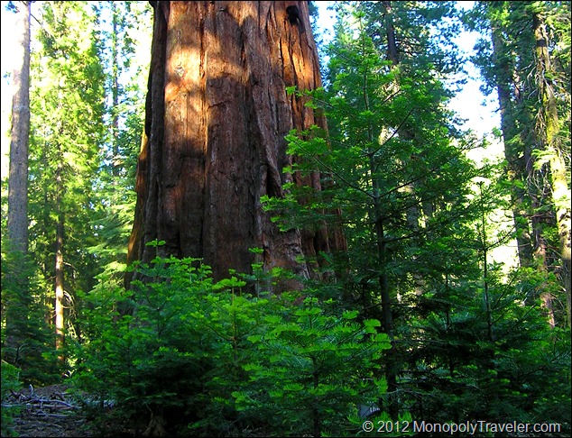 Young Sequoias With Old