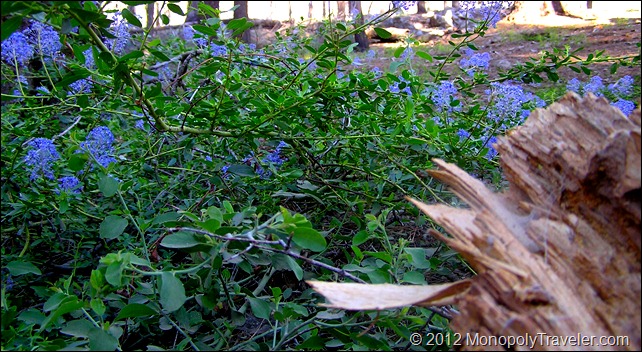 Blue Flowering Shrub