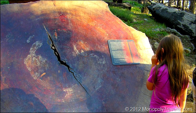 Learning About These Giant Redwoods