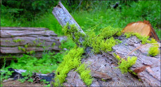 Closeup of the Moss