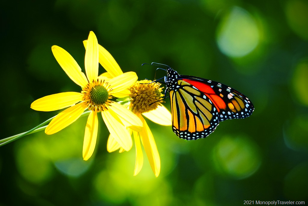 Pollinators Flying Around as Fall Approaches | Gaining Life Experience